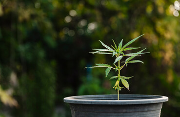Grow young cannabis plants or marijuana plant in pots in the garden for agribusiness.