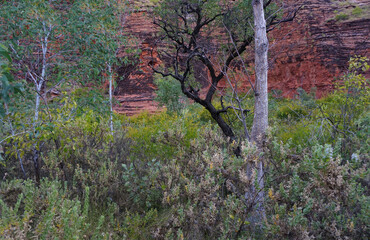 Black limb tree in front of red cliffs.