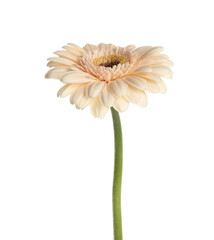 Beautiful beige gerbera flower isolated on white