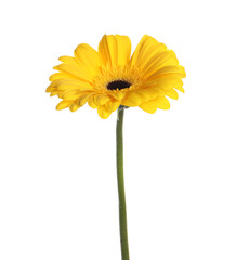 Beautiful yellow gerbera flower isolated on white