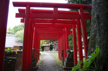 連続する赤い鳥居