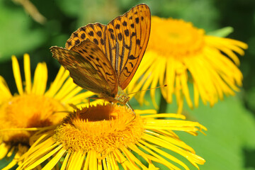 Silver pearl butterfly (Argynnis paphia) on the yellow flower. Macro, shallow depth of field