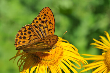 Fototapeta na wymiar Silver pearl butterfly (Argynnis paphia) on the yellow flower. Macro, shallow depth of field