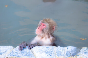 温泉に入る猿