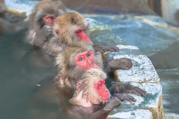 温泉に入る猿