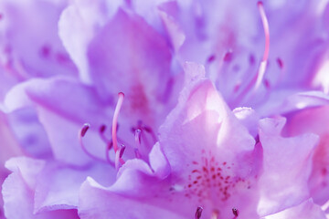 Fototapeta na wymiar Pink Rhododendron flower petals. Floral background. Gardening concept