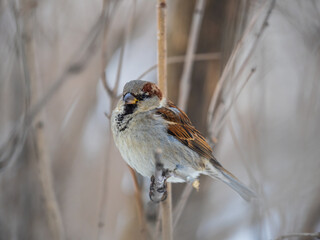 Sparrow sits on a branch without leaves.