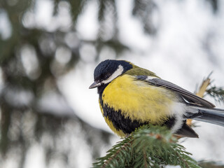 Cute bird Great tit, songbird sitting on the fir branch with snow in winter