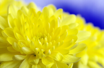 Yellow Chrysanthemum Blue Background Texture Yellow Chrysanthemum Petals