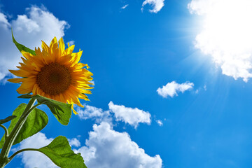 Banner summer time blue sky clouds flower sunflower for design website. Advertising sunflower oil....