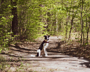 Green lush foliage and dog with a stick. Young cute doggy playing on the ground. Spring in a forest in Poland. Selective focus on the details, blurred background.