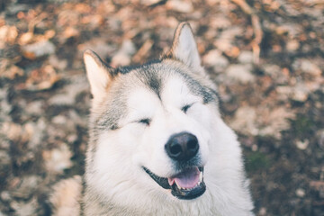 Dog posing in an autumnal forest. Funny Alaskan Malamute facial expression, friendly smile, eyes closed. Selective focus on the details, blurred background.