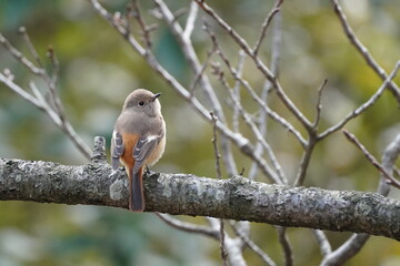 daurian redstart on the branch