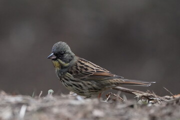 black faced bunting on the ground