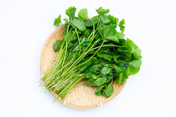 Fresh leaves of gotu kola