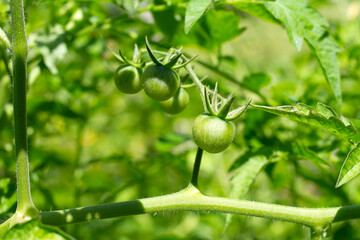 Fototapeta premium Bunch of fresh organic tomatoes