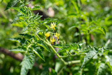 Yellow flower of organic tomatoes