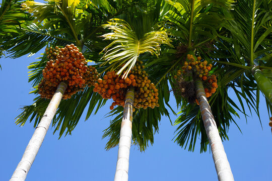 Betel nut tree with sky