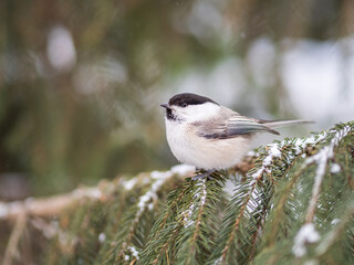 Cute bird the willow tit, song bird sitting on the fir branch with snow in winter