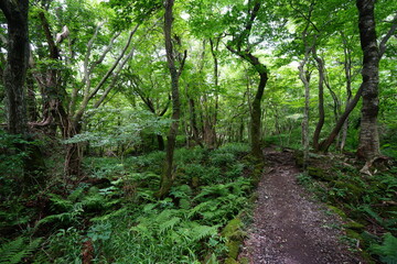 Fototapeta premium thick wild forest and path in summer