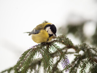 Cute bird Great tit, songbird sitting on the fir branch