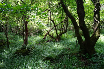 refreshing summer forest in the sunlight