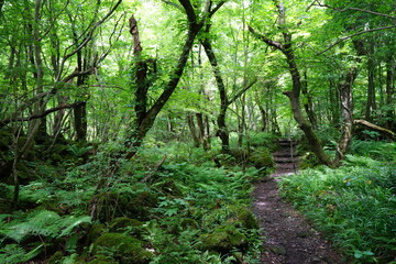thick wild forest and path in summer