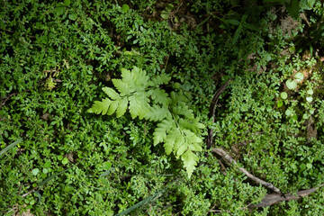 fern with sunlight in the morning