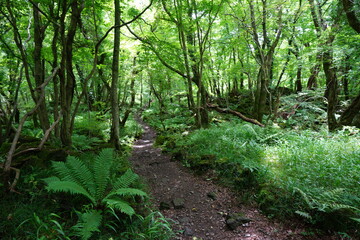 fern and green grass in summer forest