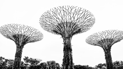 Supertrees at gardens by the bay