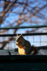 a squirrel sitting on a trree