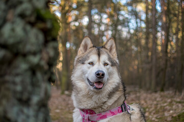 Attentive look of a Malamute in a forest. Cute adorable young dog female with pink harness sitting in the woods. Selective focus on the details, blurred background.