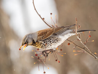 Fieldfare sitting on the bush and feeding on wild red apples in winter or early spring time.