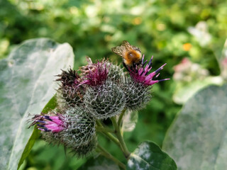 Bumblebee eating pollen on a thistle flower. Macro photo close up.