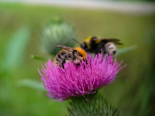 Bumblebee eating pollen on a thistle flower. Macro photo close up.