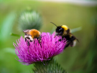 Bumblebee eating pollen on a thistle flower. Macro photo close up.