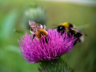 Bumblebee eating pollen on a thistle flower. Macro photo close up.