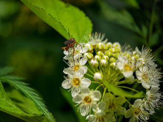 Male mosquito is eating nectar from Ninebark (Physocarpus) flowers