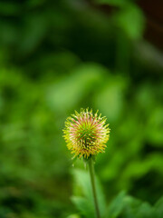 Inflorescence of the Colewort (Geum urbanum)