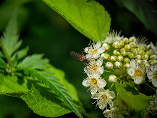 Male mosquito is eating nectar from Ninebark (Physocarpus) flowers