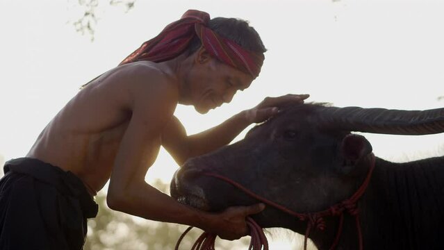 Close up,  Senior farmer shirtless and turban in loincloth, holding rope in hand, touch on buffalo head and talking with love and take care to it, rural scene of countryside in Thailand