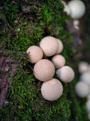 Mushroom Lycoperdon pyriforme growing on a tree