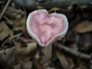 Heart-shaped Mycena pura mushroom