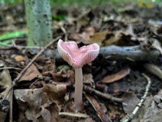 Heart-shaped Mycena pura mushroom
