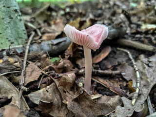 Heart-shaped Mycena pura mushroom