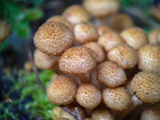 Fungi Pholiota squarrosa in the forest.