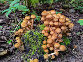 Fungi Pholiota squarrosa in the forest.