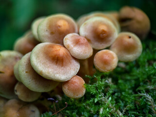 Sulphur tuft mushroom on an old tree covered with moss