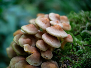 Sulphur tuft mushroom on an old tree covered with moss