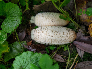 Shaggy mane fungus among grass